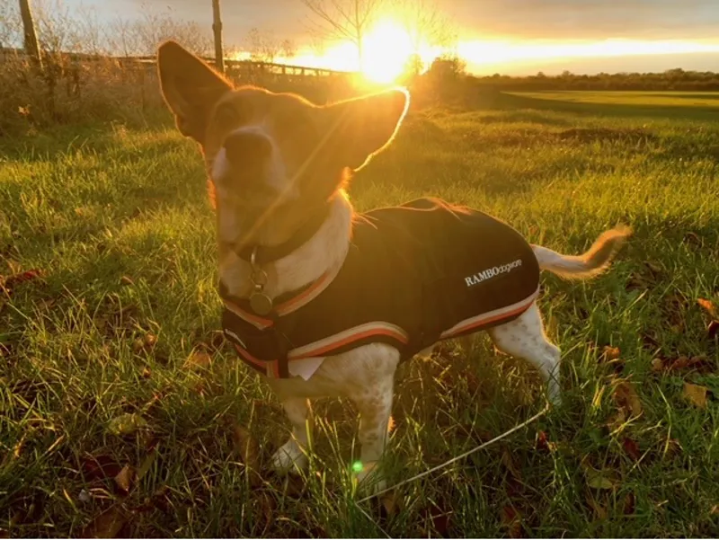 Rambo Waterproof Fleece Dog Rug in Black and Tan